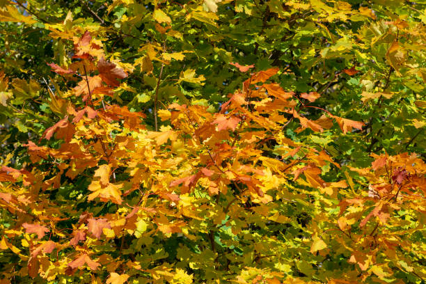 istock Autumn colorful maple foliage in sunlight. Leaf fall. Autumn natural background. 1317754042