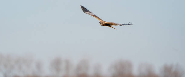 istock The Marsh Harrier flies against a beautiful, blue clouded sky and trees, looking for prey 1317754061