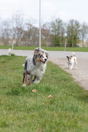 Australian Shepherd dog puppy runs happy with flapping ears, A Jack Russell Terrier runs after it.