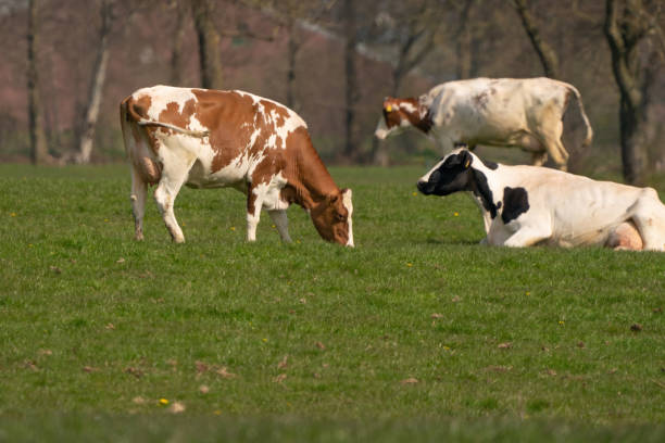 istock Red and white cows graze in green grassy Dutch meadow 1317754695