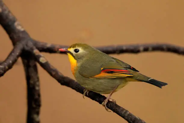 Red Billed Leiothrix - Leiothrix lutea - Sattal, Uttarakhand, India