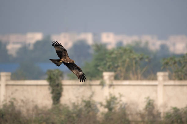 istock Black Kite, Milvus migrans, Rajarhat, Kolkata, West Bengal, India 1317757913