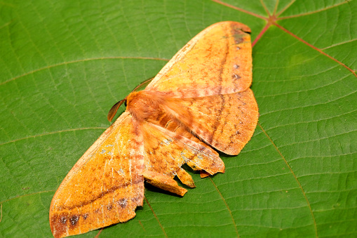 Monkey Moth-Eupterotidae, Ganeshgudi Karnataka, India