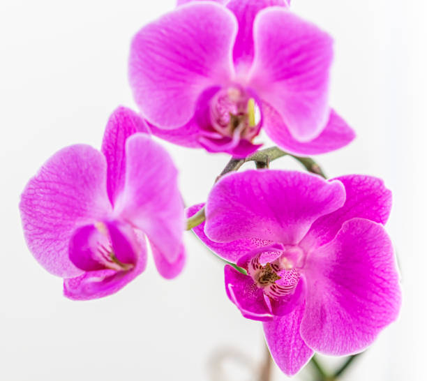 istock Purple orchid phalaenopsis flower on white background 1317758023