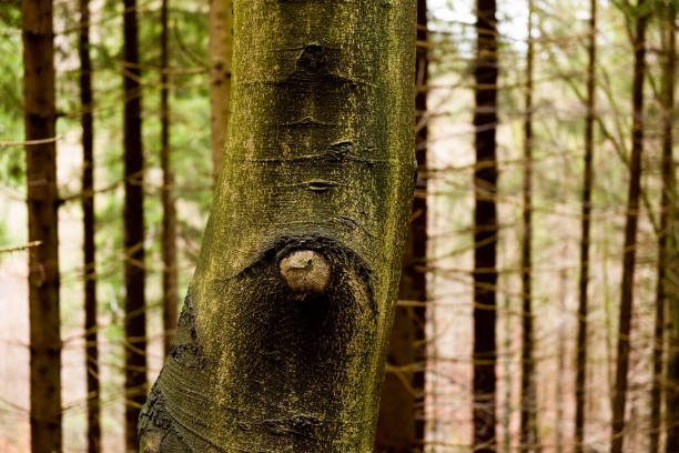 Tree trunk eye in a deep conifer forest. Tree bark in the shape of eyes. Natural wilderness background