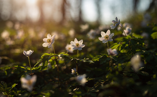 Blooming anemone flowers in the spring forest
