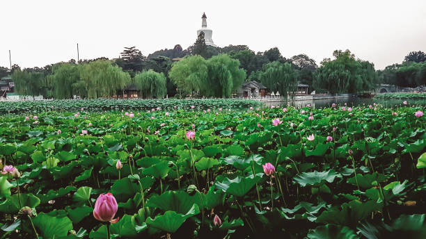istock Beijing - A panoramic view on a small lake in Beihai Park, Beijing, China. There is a white Beihai Pagoda on the hill 1317760179
