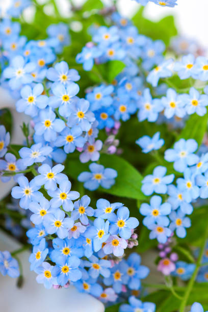 istock Blue delicate forget-me-not flowers - natural floral background 1317760532