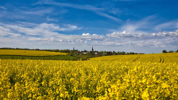 blick auf ratingen homberg über rapsfeld am frühling und wolkenverhangenem blauen himmel - ratingen stock-fotos und bilder