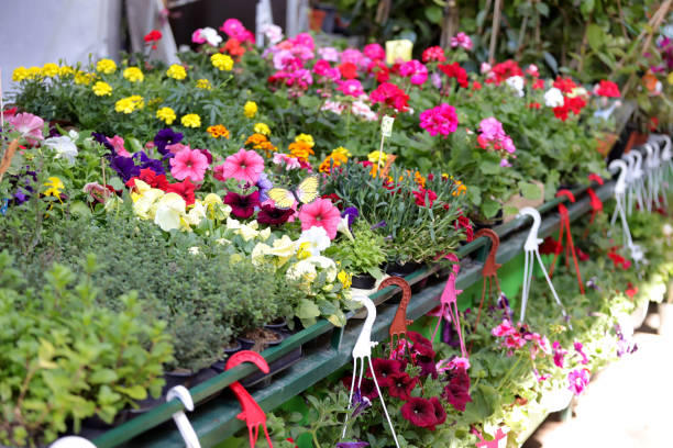 istock Flower's market 1317760911