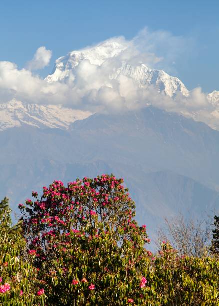 istock Mount Dhaulagiri and red rhododendron Nepal Himalayas 1317761105