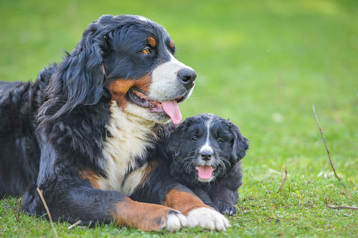 Few weeks old Bernese mountain dog puppy playing with his mother