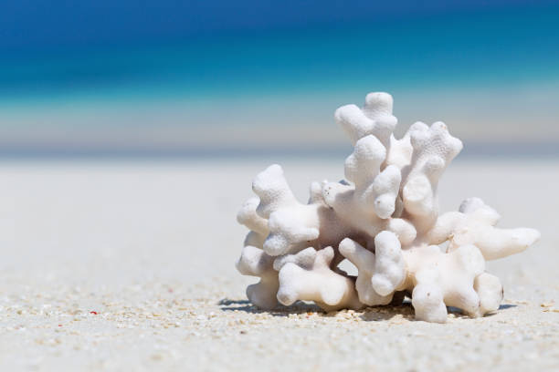 istock White coral on sandy Maldives beach 1317762762