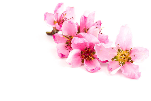 istock Peach flowers, isolated on white background. 1317763485