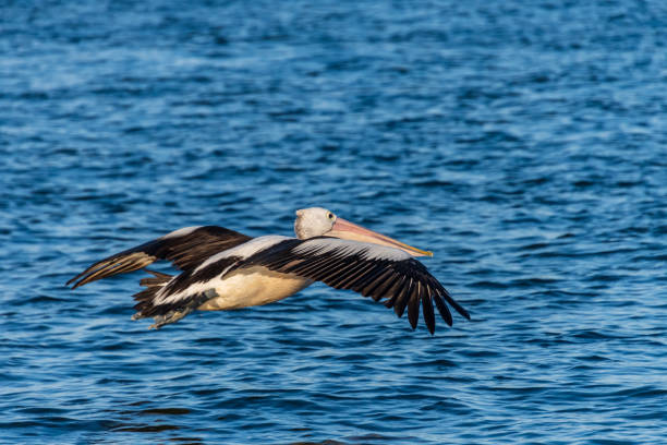 istock Pelican in flight over the blue bay water 1317763501