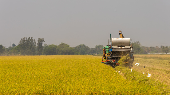 Rice harvesting tractor is in a golden organic rice paddy field during a sunny day