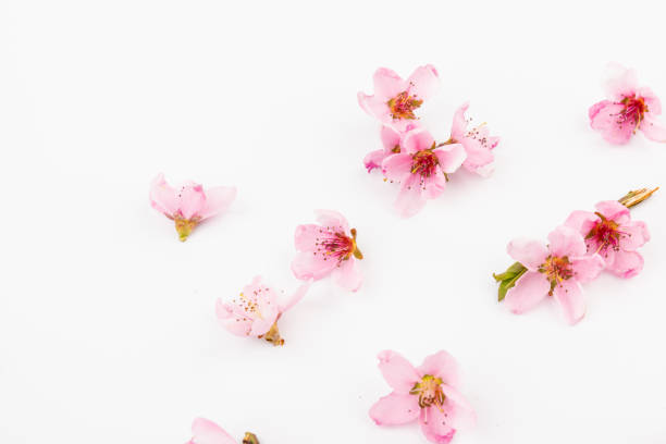 istock Peach flowers, isolated on white background. 1317763729