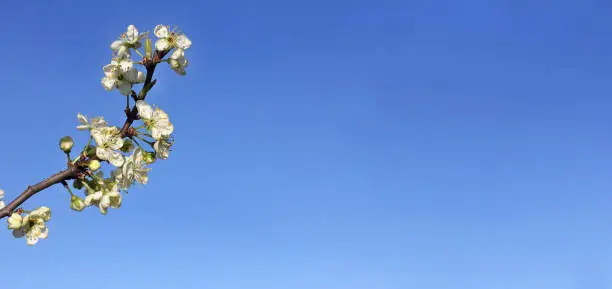 branch of a blossoming fruit tree against the blue sky