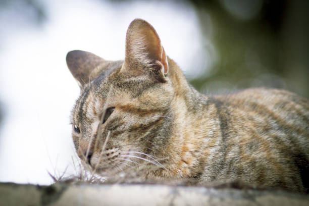 istock Tabby cat lying in the grass. Squinting. No people 1317764216