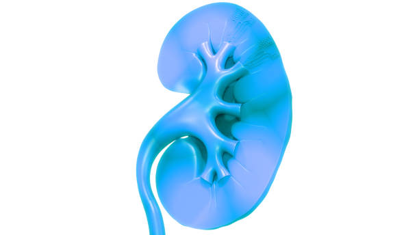 istock Human Urinary System Kidney Anatomy 1317764316