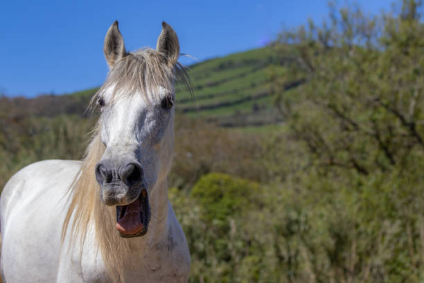 Funny looking yawning horse, smiling and showing teeth. Standing outdoors on pasture. stock photo