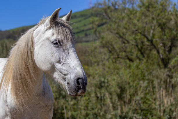 White Lusitano horse standing outdoors on pasture, sunny day. stock photo