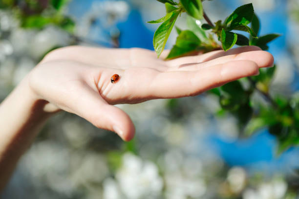 istock ladybug in a woman's hand, gently touch the spring juicy leaves 1317765843