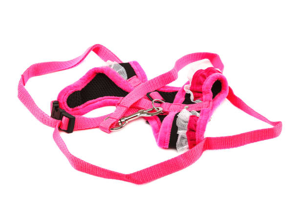 istock Pet accessories isolated on a white background 1317766655