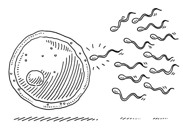 Ilustración de Dibujo De Óvulos Y Espermatozoides y más Vectores Libres de Derechos de Fertilidad humana - Fertilidad humana, Garabato, Sexo y reproducción - iStock Ilustración de Dibujo De Óvulos Y Espermatozoides y más Vectores Libres de Derechos de Fertilidad humana - Fertilidad humana, Garabato, Sexo y reproducción - iStock