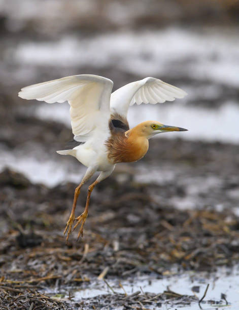 nahaufnahme javan teich reiher fliegen - egret water bird wildlife nature stock-fotos und bilder