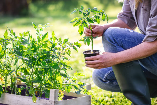 jardinier femelle plantant la plante de tomate dans le potager - food and drink human hand tomato tomato plant photos et images de collection