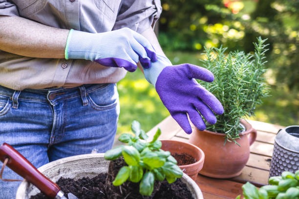 여자는 원예 장갑에 넣어 야외에서 허브 모종 심기 - flower pot gardening glove glove protective glove 뉴스 사진 이미지