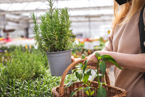 Woman shopping rosemary plant in garden center Female customer shopping herb in garden center. Woman holding rosemary plant and wicker basket in greenhouse rosemary seedlings stock pictures, royalty-free photos & images