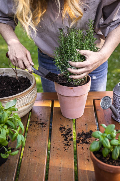 Woman planting rosemary herb into terracotta flowerpot in garden Woman planting rosemary herb into flower pot on table. Gardening and planting in garden at springtime rosemary seedlings stock pictures, royalty-free photos & images