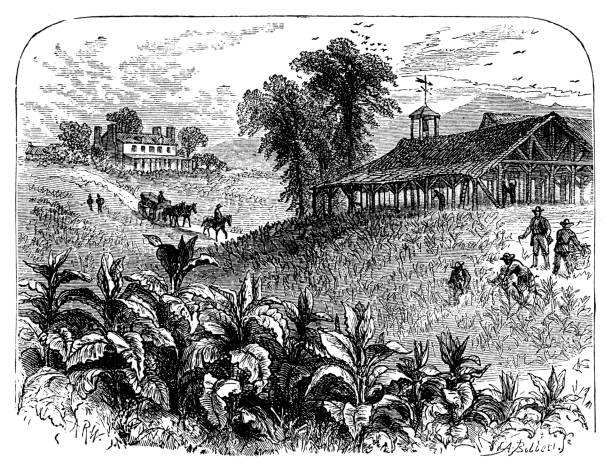 학교 아틀라스의 골동품 일러스트: 담배 농장 - engraving rural scene engraved image men stock illustrations