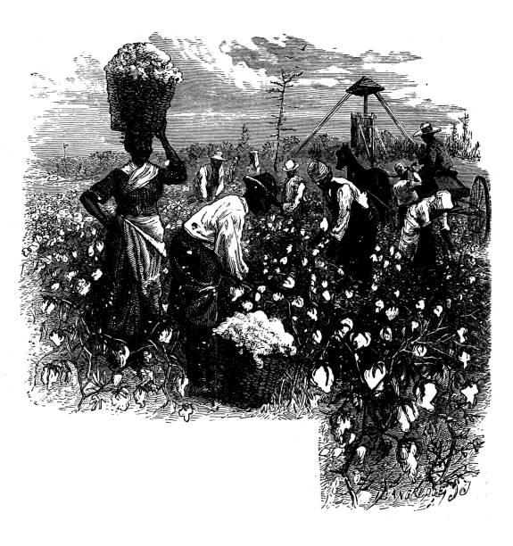 istock Antique illustration from school atlas: Cotton Field 1317767793