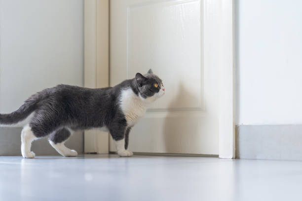 istock British Shorthair lying on the floor 1317769221