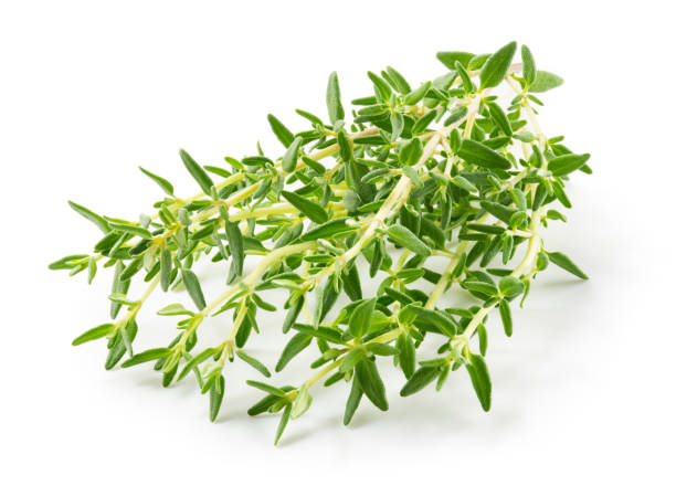 istock Thyme isolated on white background. Fresh thyme herb with leaves side view. Macro. 1317769805