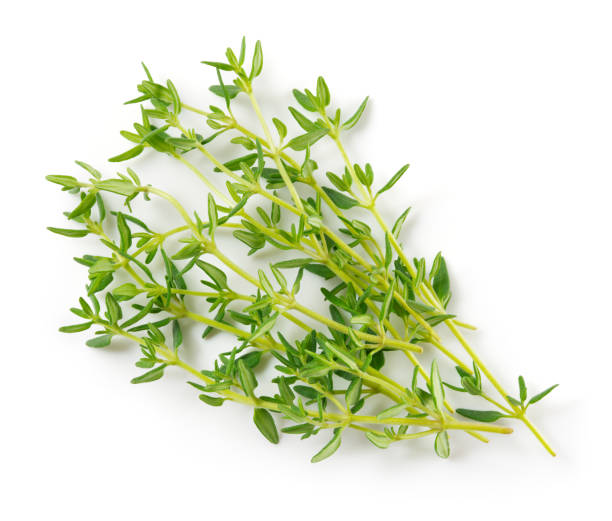 istock Thyme isolated on white background. Thyme herb with leaves top view. Macro. 1317769817