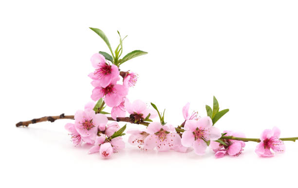 桃の枝で開花春。 - branch blossom flower peach tree ストックフォトと画像