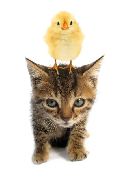 Photo of Cute chick is standing on top of head of lovely kitten kitty cat baby animals isolated on white background