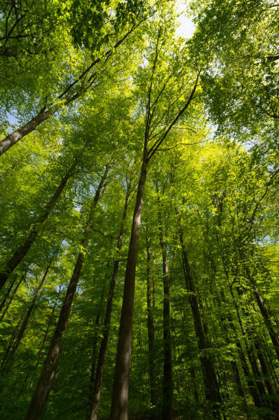 istock a view up into the trees direction sky 1317771132