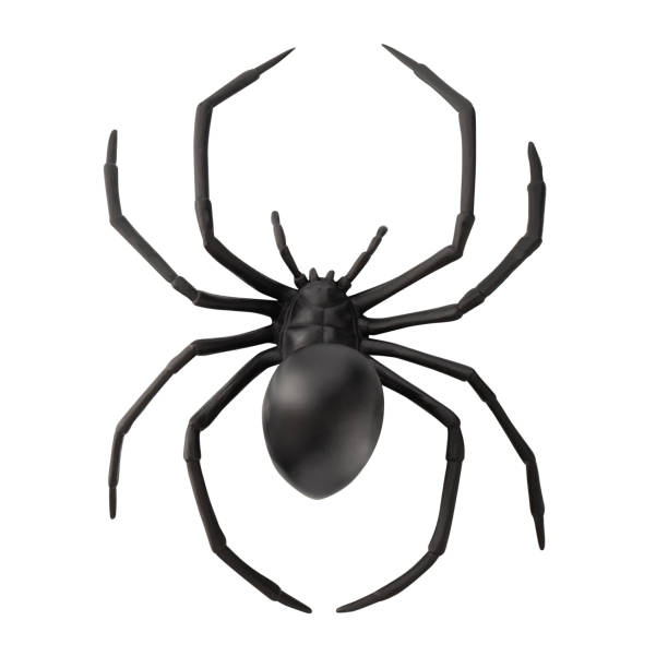 istock Fake rubber spider toy isolated over a white background 1317771267
