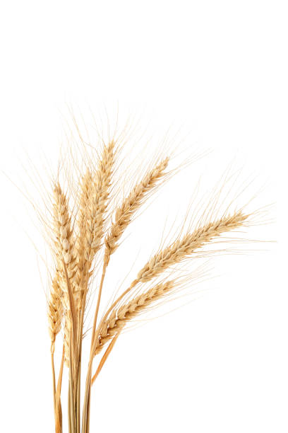istock Sheaf of wheat ears on white background. 1317772227