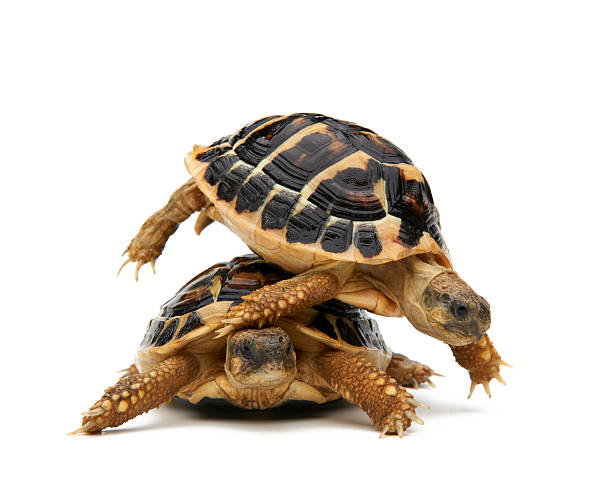istock Turtle riding on the back of the turtle 131777288