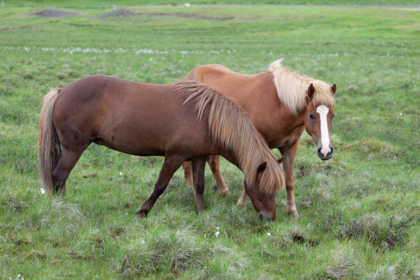 istock Icelandic pony-sized horses on pasture 1317775037