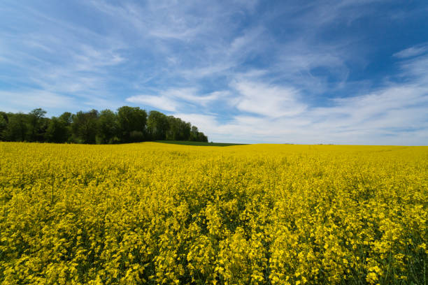istock a Field of bright yellow rapeseed in springtime 1317775220