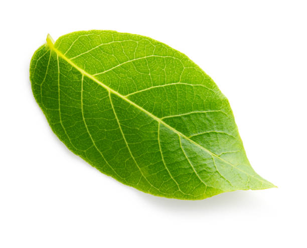 istock Walnut leaf top view isolated. Green walnut leaf on white background. Flat lay. Full depth of field. 1317775303