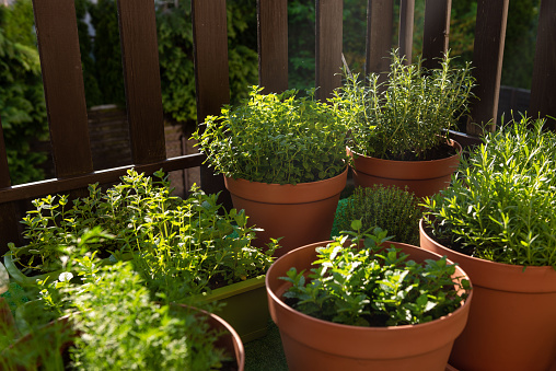 Fresh Herbs Grow in Containers on City Balcony in Sunlight. Grow Your Own Herbs at Home.