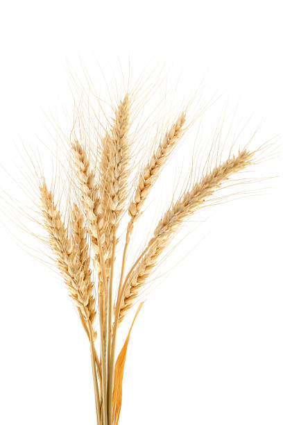 istock Sheaf of wheat ears on white background. 1317775569